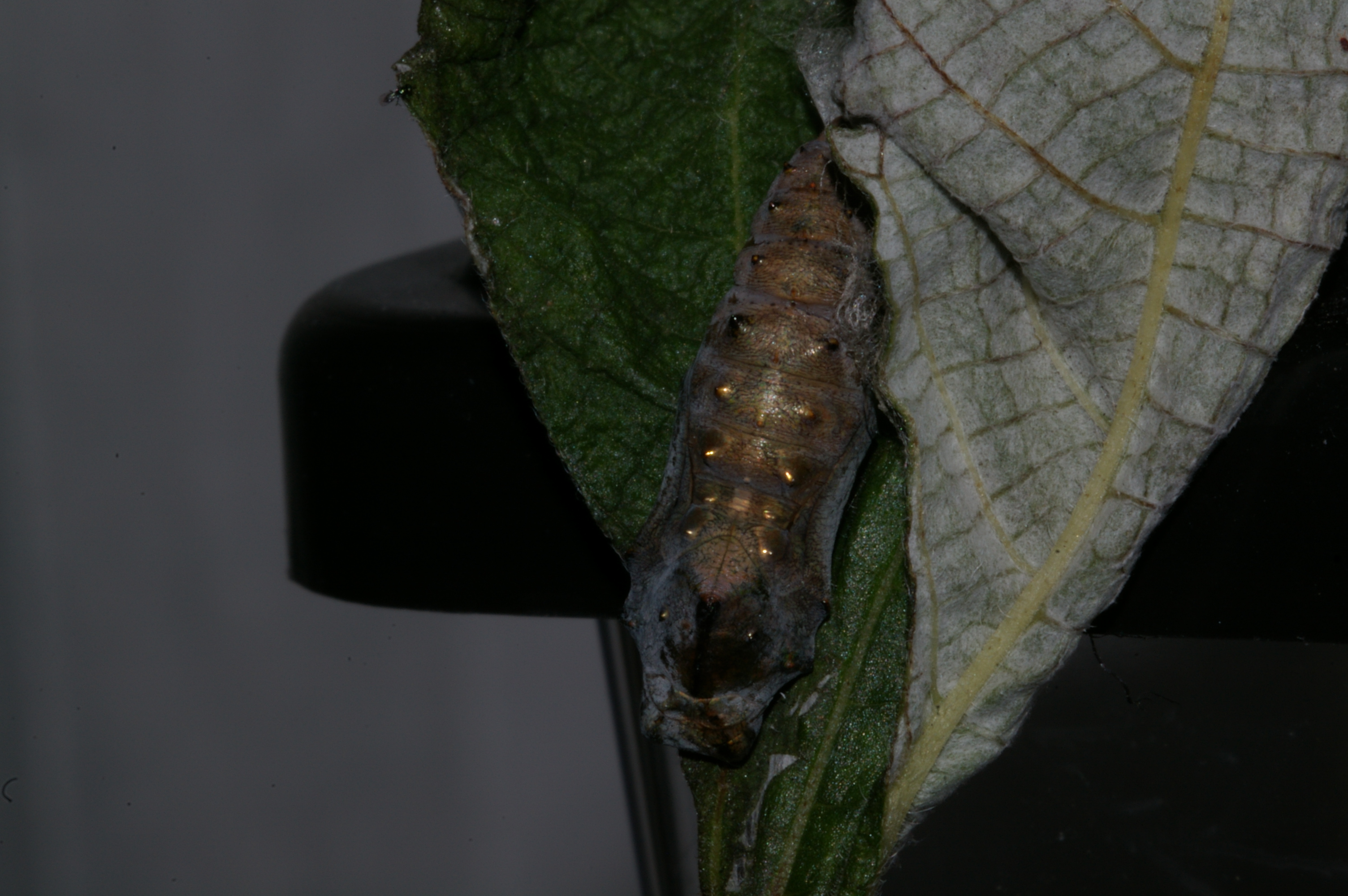 アカタテハ（蛹）