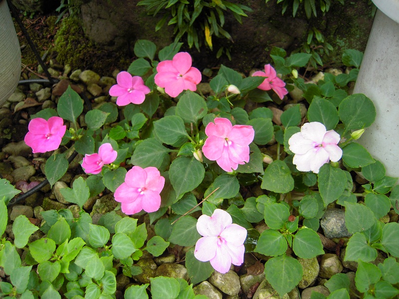 DSCN7668.JPG