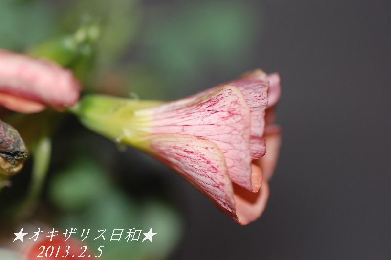 DSC_6284.JPG