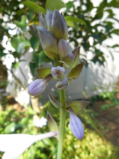 DSCN1269a.JPG