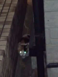 暗がりにチビ三毛猫2016