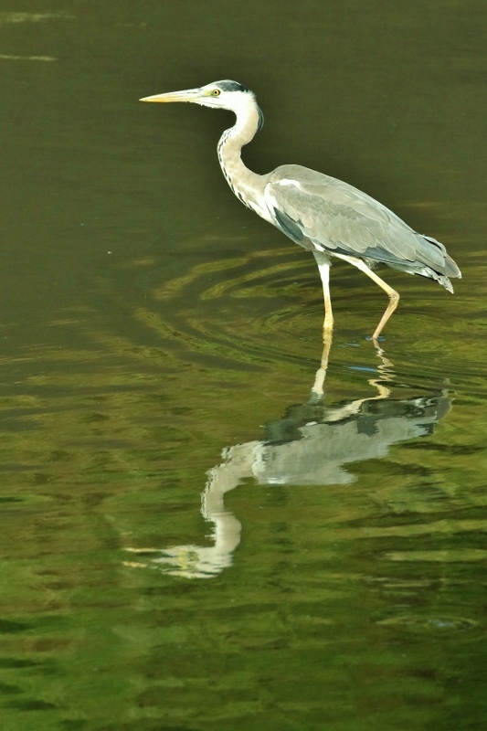 P95A0335 (533x800).jpg