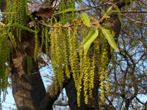 クヌギとコナラの花 雄花序 4月のウォーキングコースの植物 しろうと自然科学者の自然観察日記 楽天ブログ