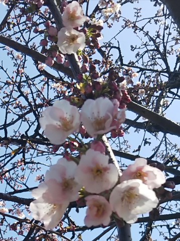 桜咲いた～2020.jpg