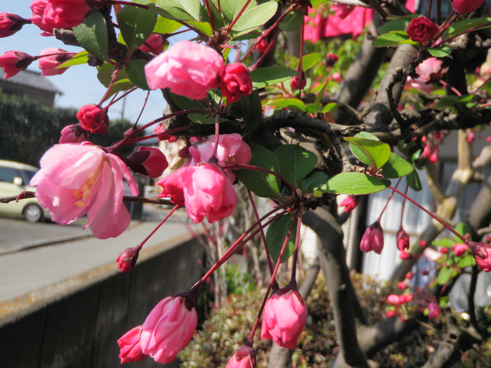 海棠.JPG