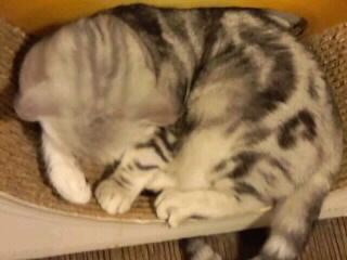 居眠り灰色縞猫