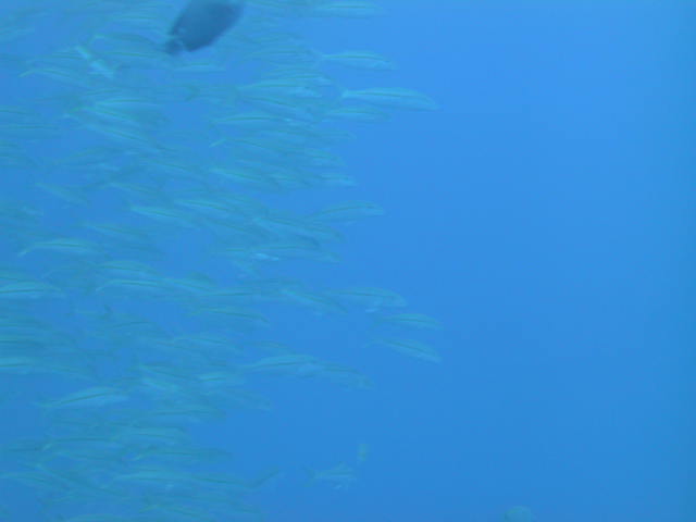 IMG_5660.JPG