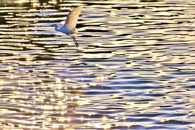 P95A2580 (640x427).jpg