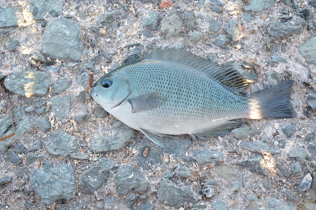 showPhoto (640×426)