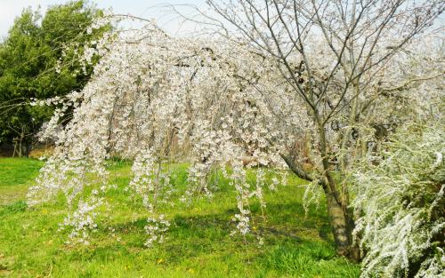 枝垂れ桜.JPG