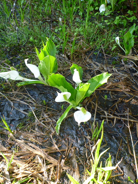 アヤメ平　花5.jpg