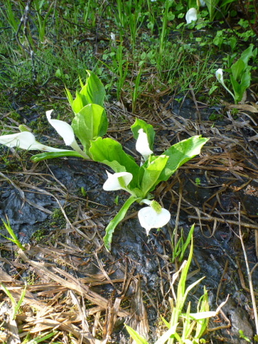 アヤメ平　花5.jpg