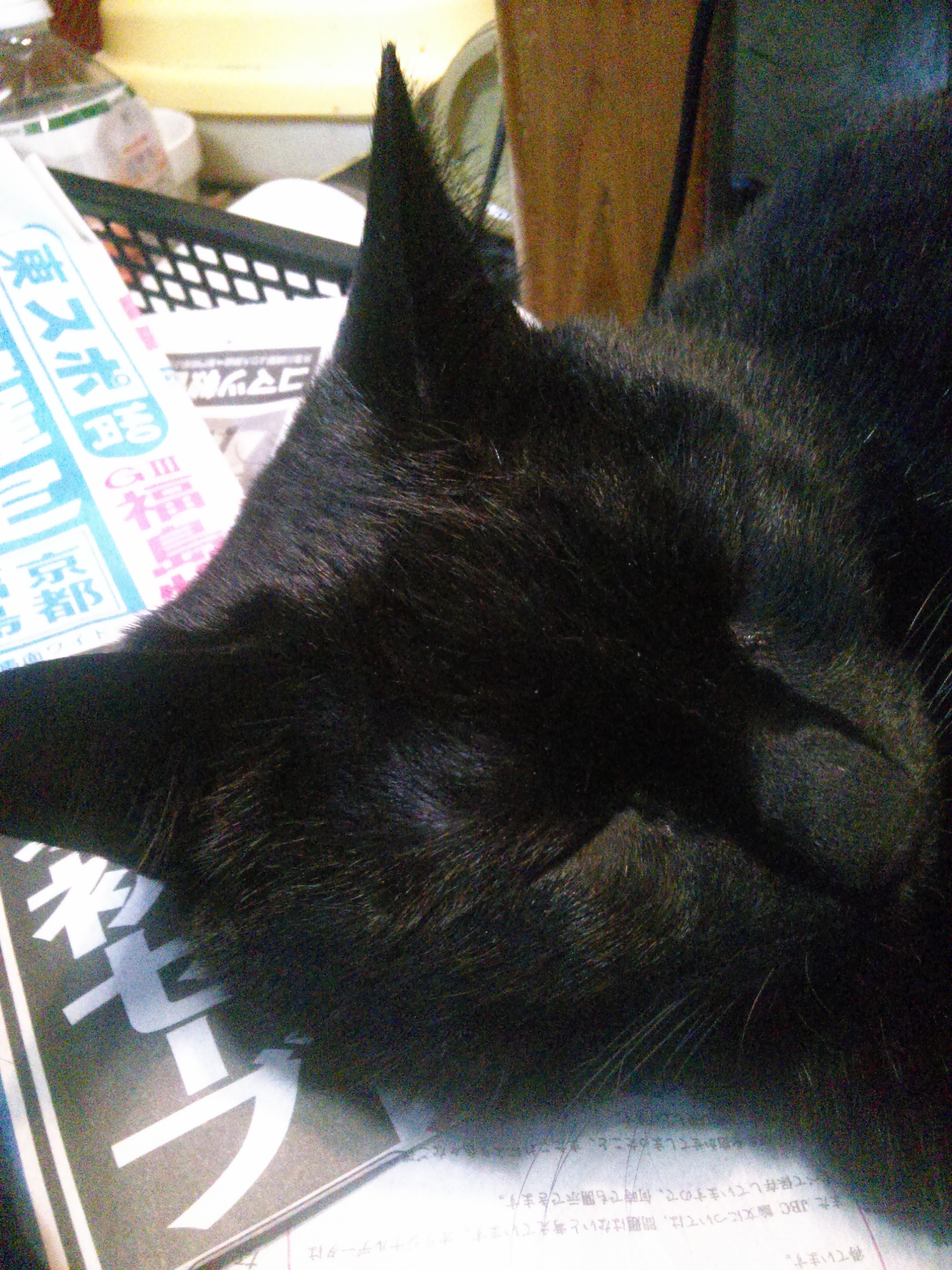 KIMG0458.JPG　眠ってしまいました！