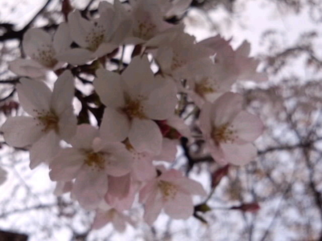 枝先の桜接写_3月30日