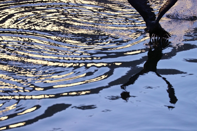 CJ9I1455 (640x427).jpg