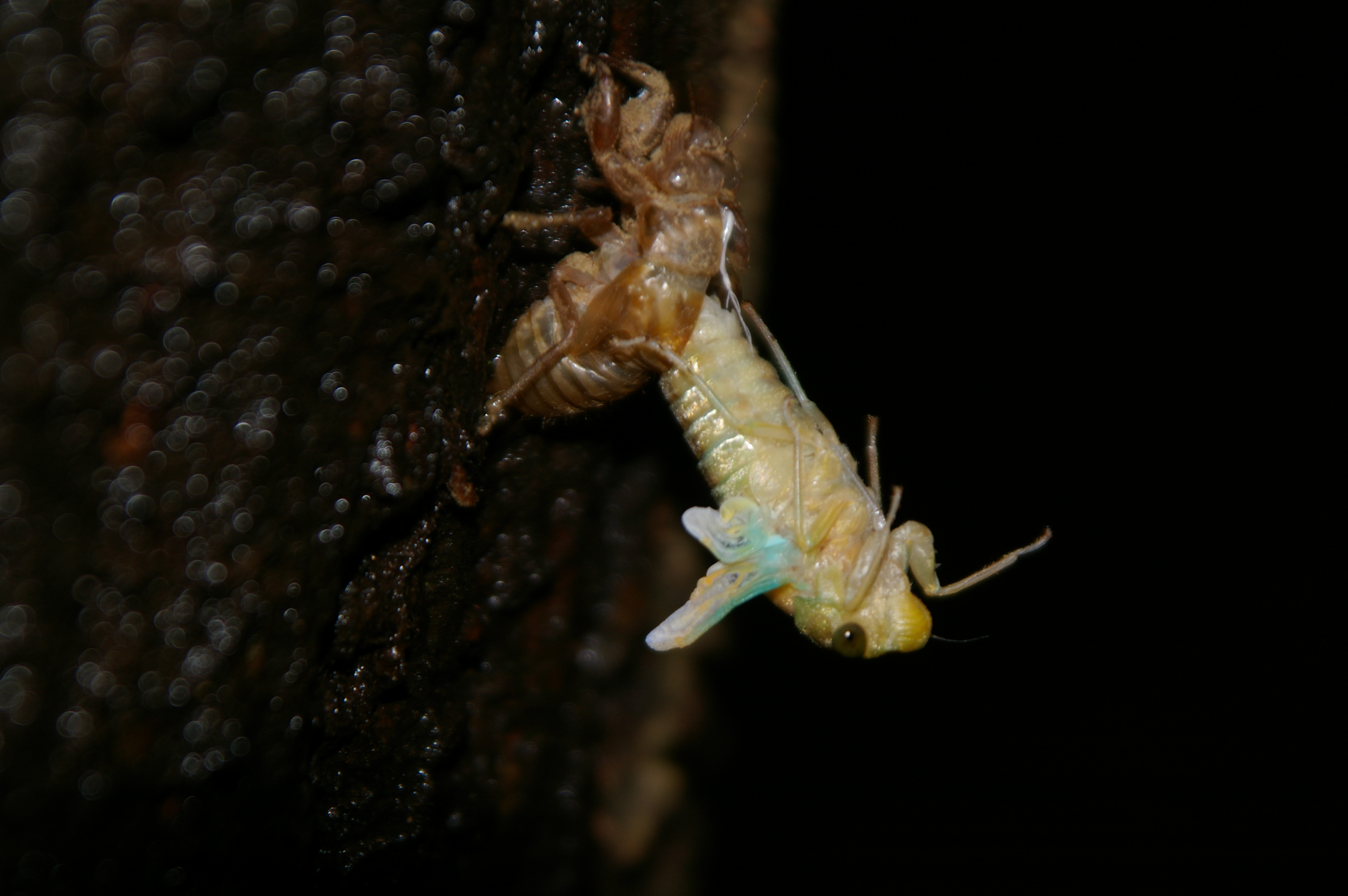 ツクツクボウシ