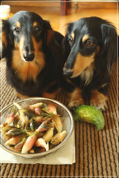 犬散歩 兼 野菜配り ちょびハウス 楽天ブログ