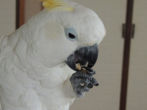 アルーキバタン アールちゃん オウム楽園