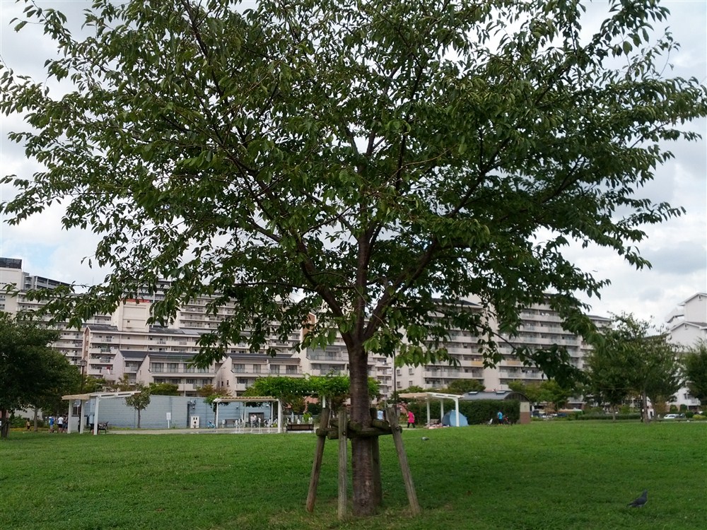 C:\fakepath\120930-142901.jpg