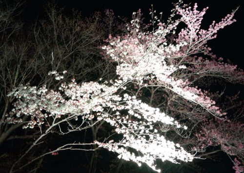 開成山　桜.jpg