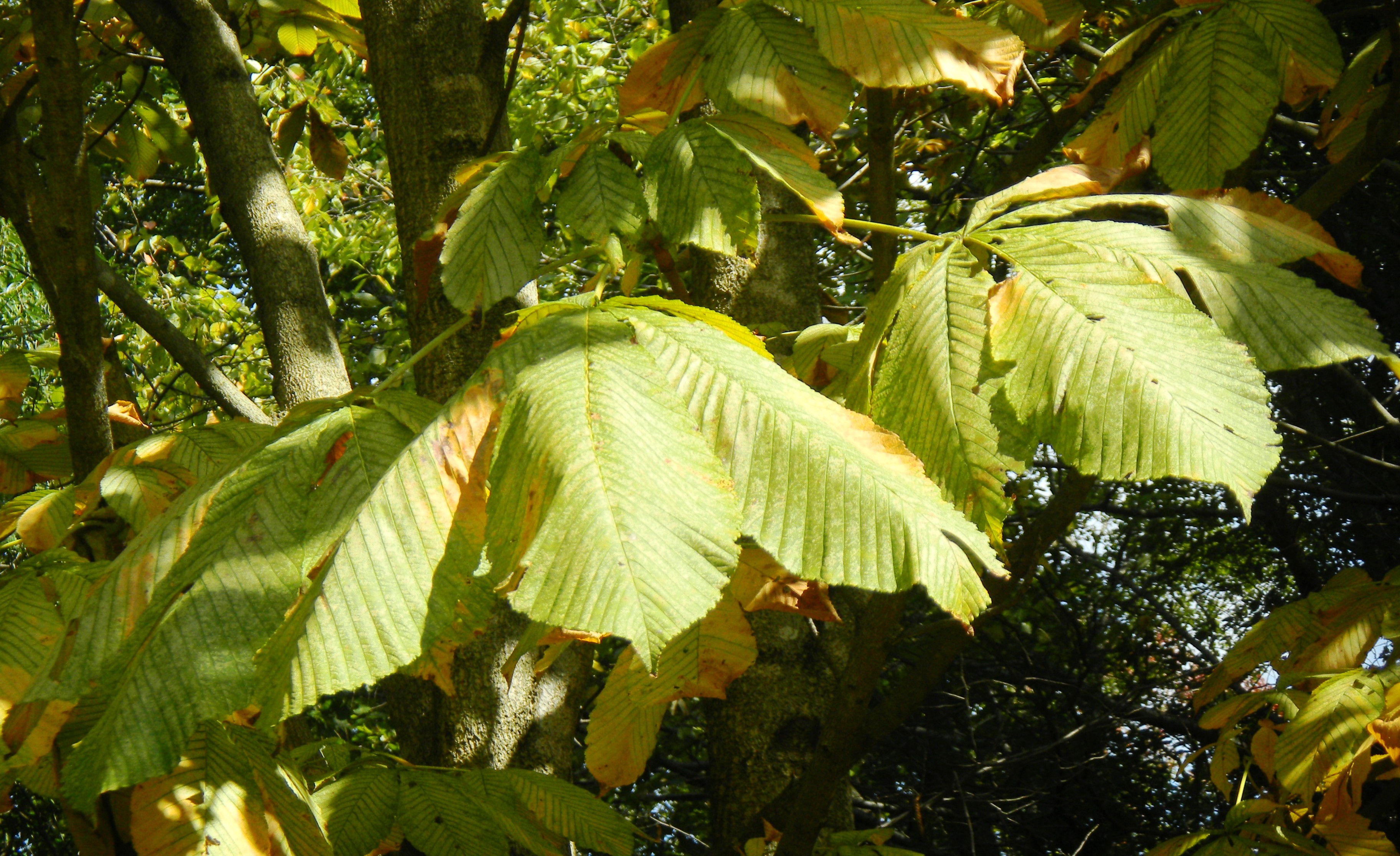 15トチノキ (3).JPG