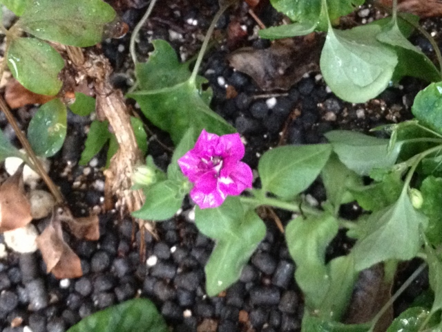 IMG_1352 (640x480).jpg