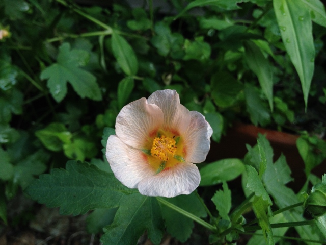 IMG_0476 (640x480).jpg