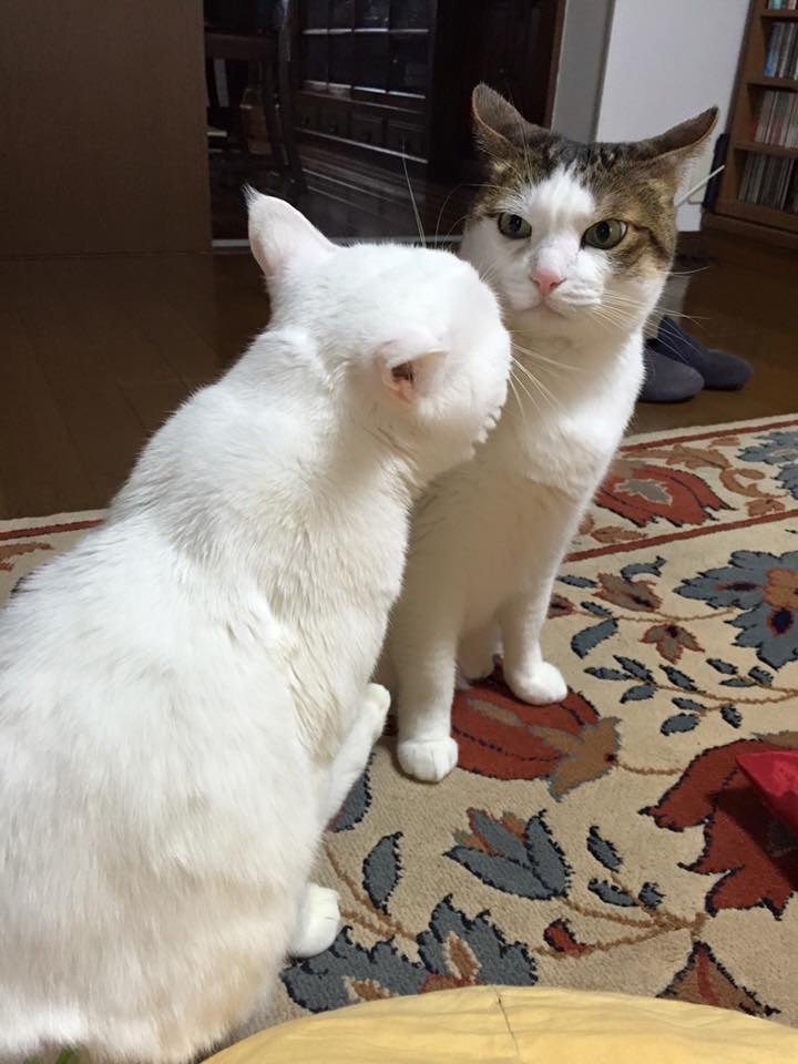2015.12.31 ケンタ＆ミィ.jpg
