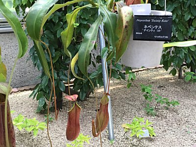 京都府立植物園N.ﾃﾞｨｴﾝﾃｨｺﾄ.jpg