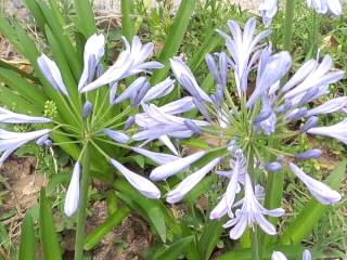 アガパンサス2017