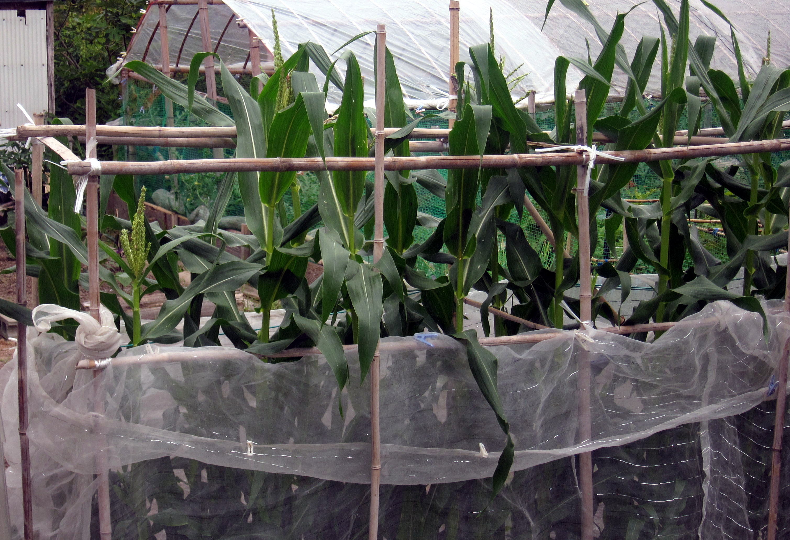 corn.jpg