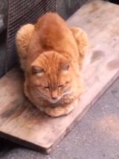 ちょっと寒いにゃあ…＜6＞