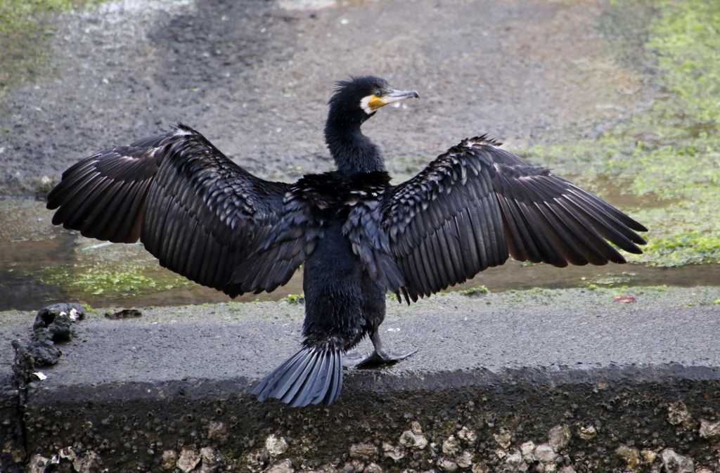 B97A2483 (1024x673).jpg