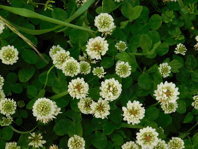 コピー - DSCN1557.JPG