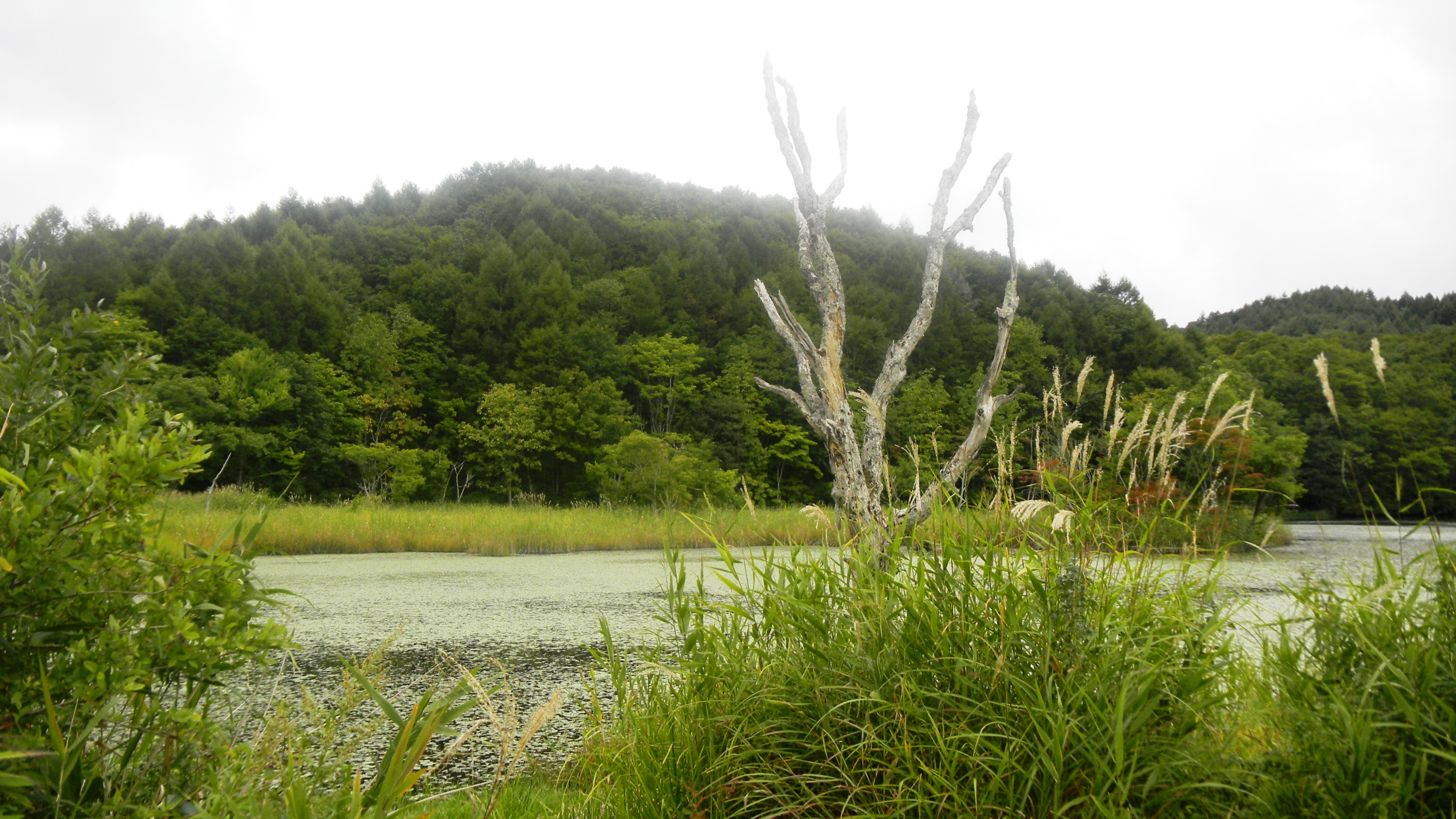 013県道６４号線沿いの沼 (2).JPG