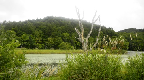 013県道６４号線沿いの沼 (2).JPG