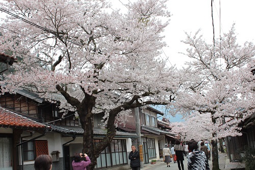 がいせん桜 (3).JPG