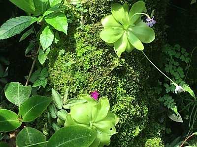 京都府立植物園ﾋﾟﾝｷﾞｸﾗ.jpg