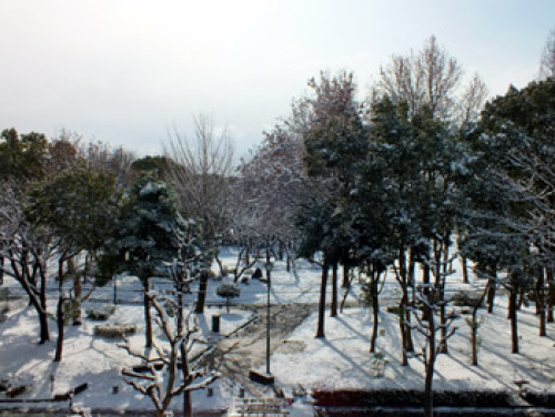 雪2012.jpg