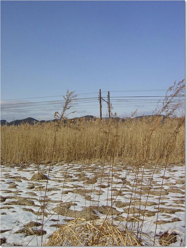 10枯れススキのむこう