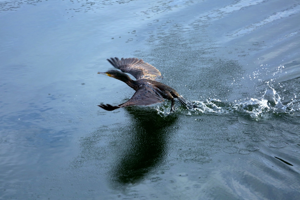 B97A6385 (1024x683).jpg