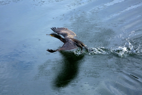 B97A6385 (1024x683).jpg