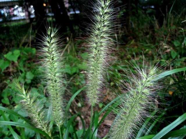 005チカラシバ2012.9.6-2.JPG