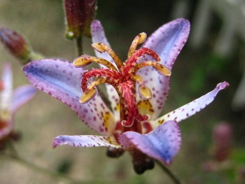 3ページ目の 山野草と園芸植物 しろうと自然科学者の自然観察日記 楽天ブログ