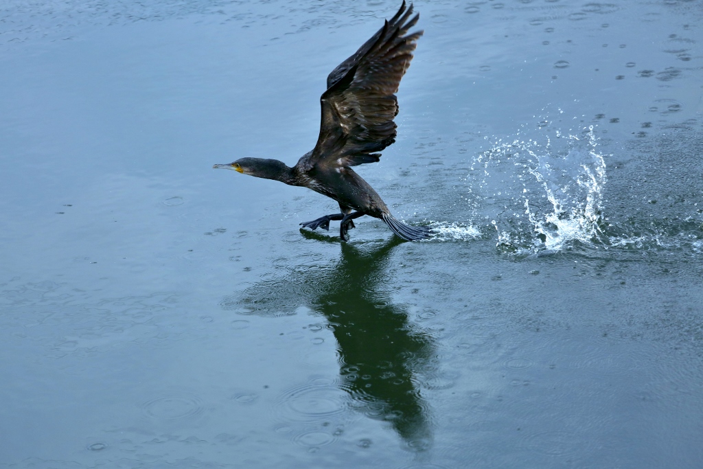 B97A6388 (1024x683).jpg