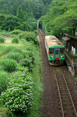 樽見鉄道あじさい(1).jpg