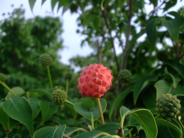018.jpg不明8729.jpg