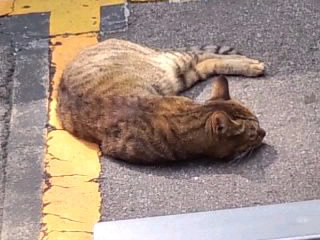 駐車場で堂々と寝る猫2016