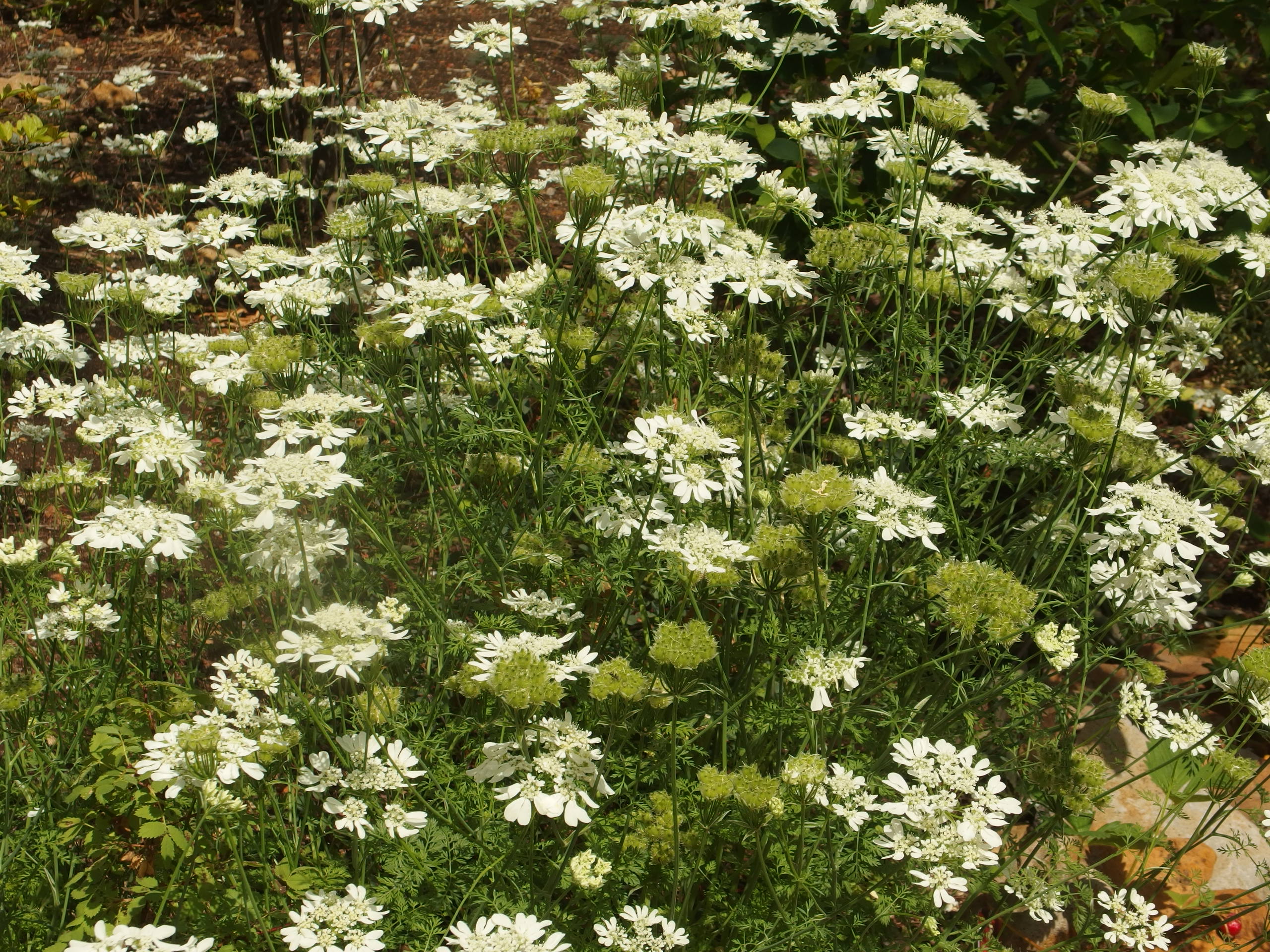 2015-06-10 12.44.56.jpg