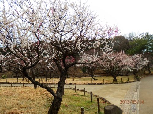 P3140229a横浜 大池こども自然公園.JPG